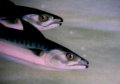 OSGi - Knopflerfish